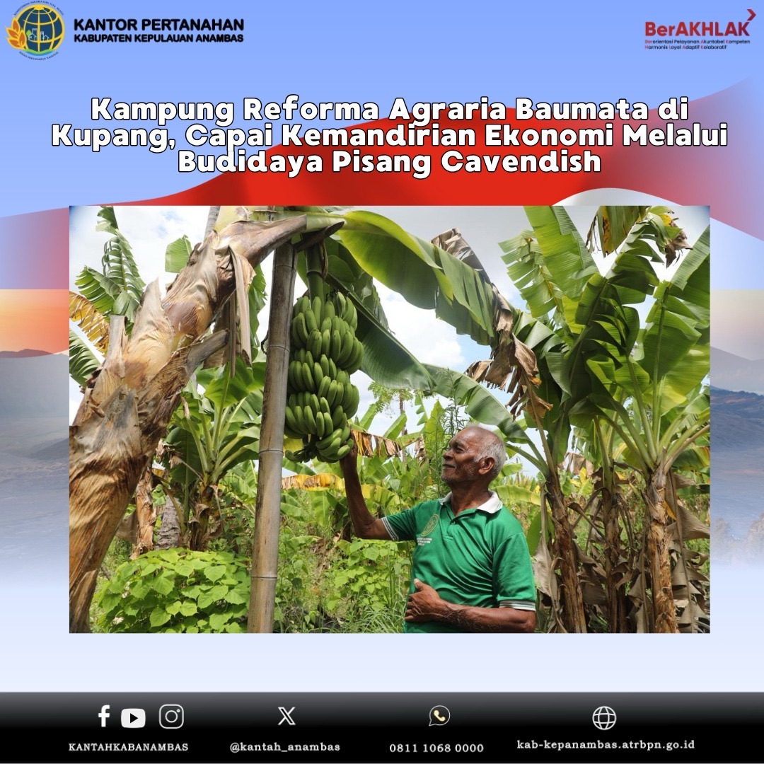 Kampung Reforma Agraria Baumata di Kupang, Capai Kemandirian Ekonomi Melalui Budidaya Pisang Cavendish